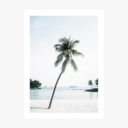 Paradise Palm Tree