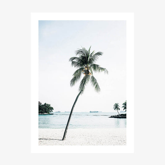 Paradise Palm Tree