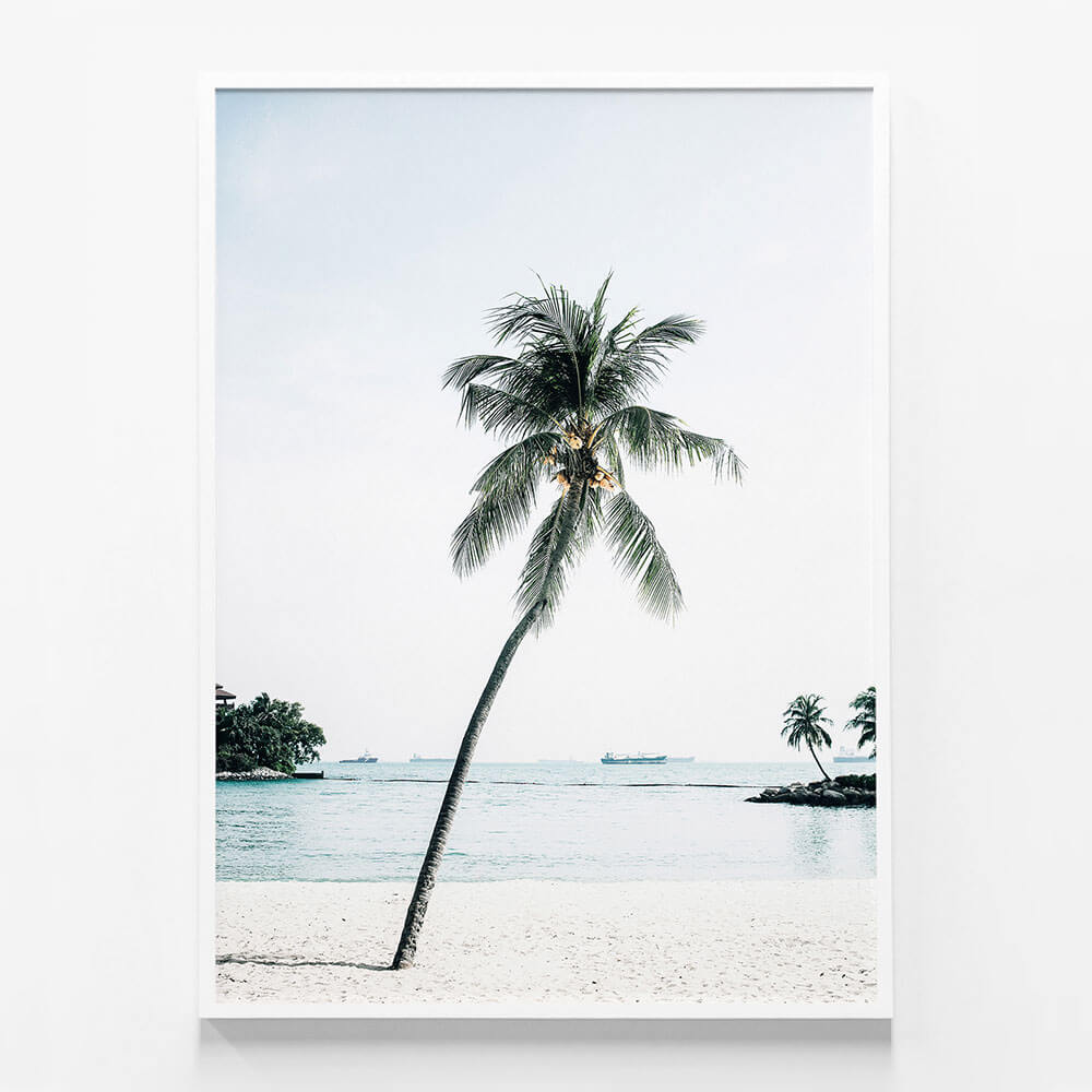 Paradise Palm Tree