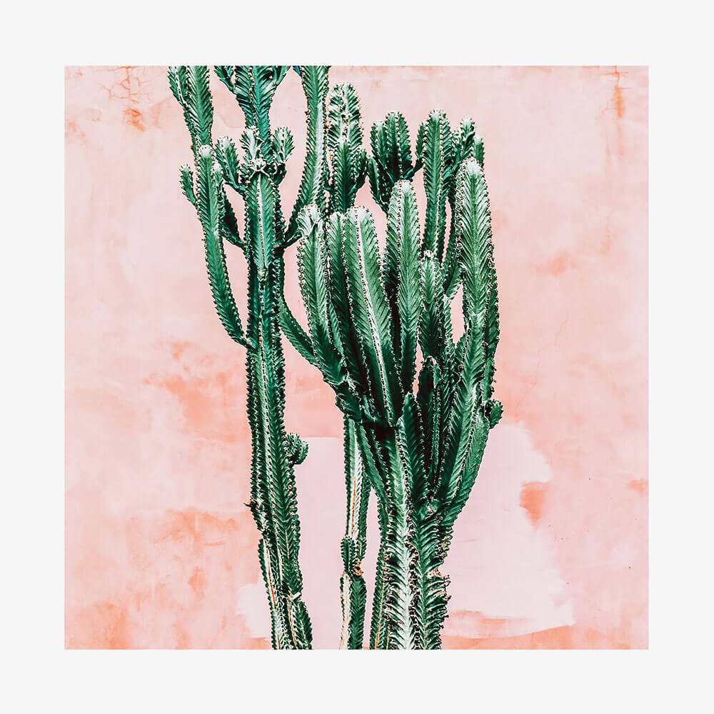 Pastel Cacti No. 2