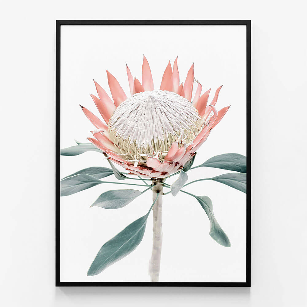 Peach Protea No. 2