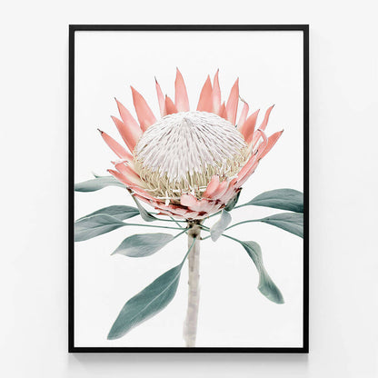 Peach Protea No. 2