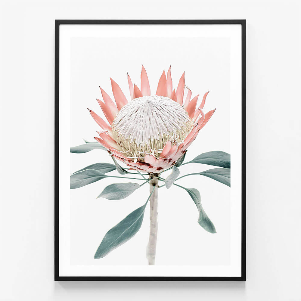 Peach Protea No. 2
