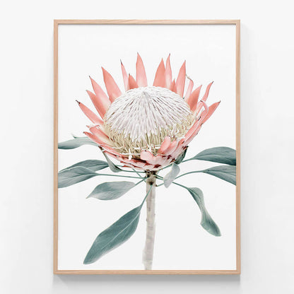 Peach Protea No. 2