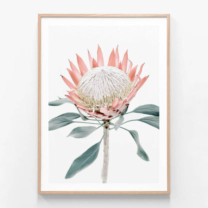 Peach Protea No. 2