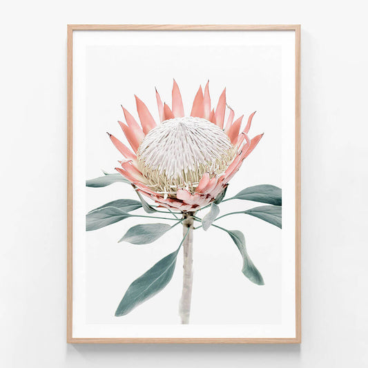 Peach Protea No. 2