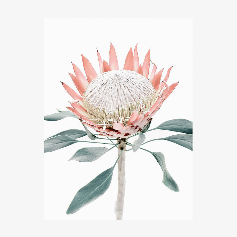 Peach Protea No. 2