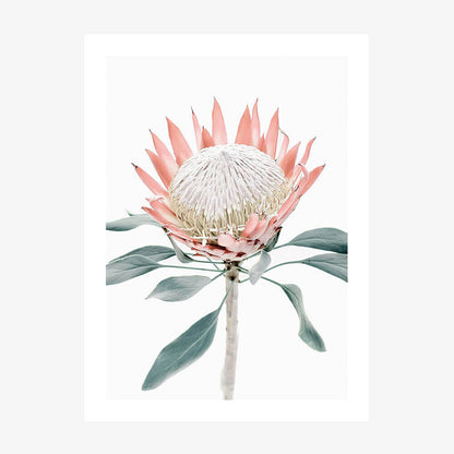 Peach Protea No. 2