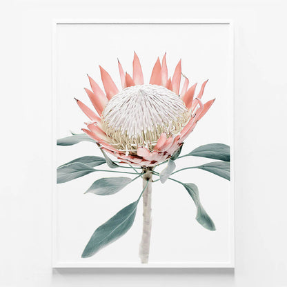 Peach Protea No. 2
