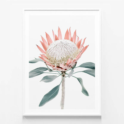 Peach Protea No. 2
