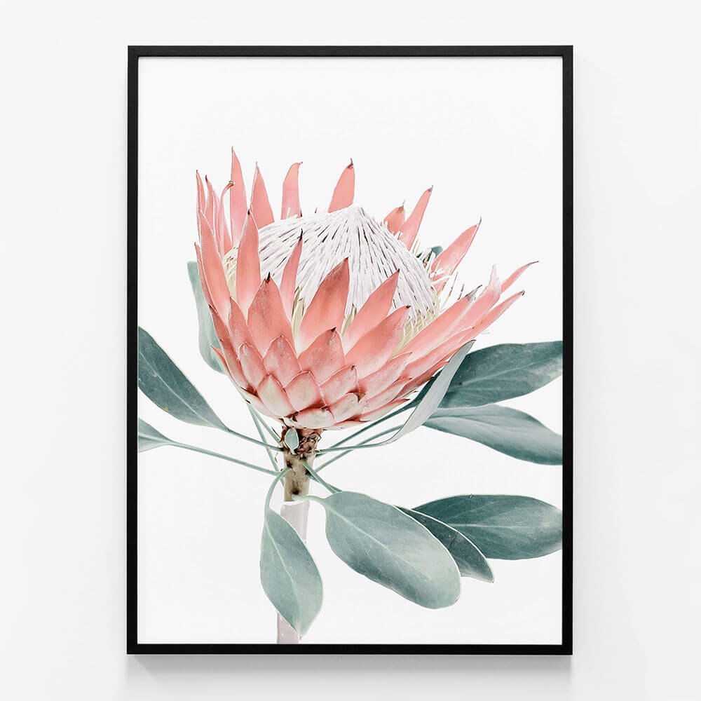 Peach Protea