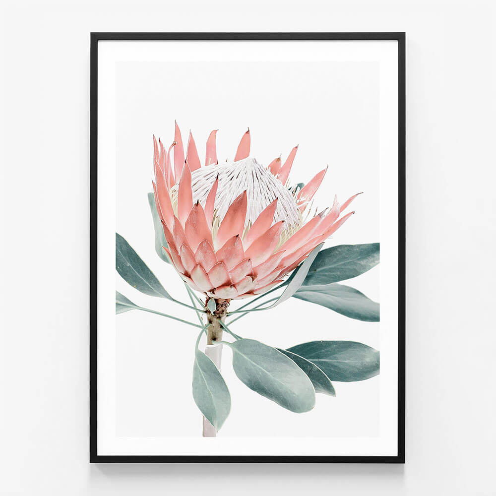 Peach Protea