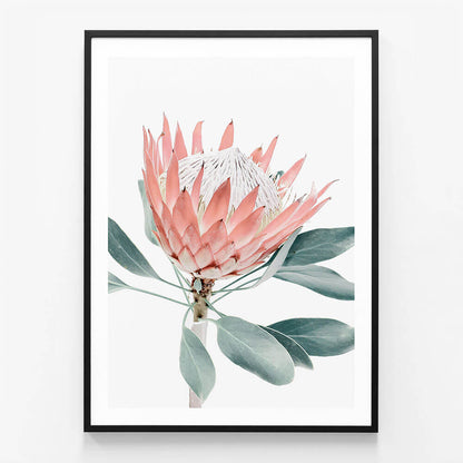 Peach Protea