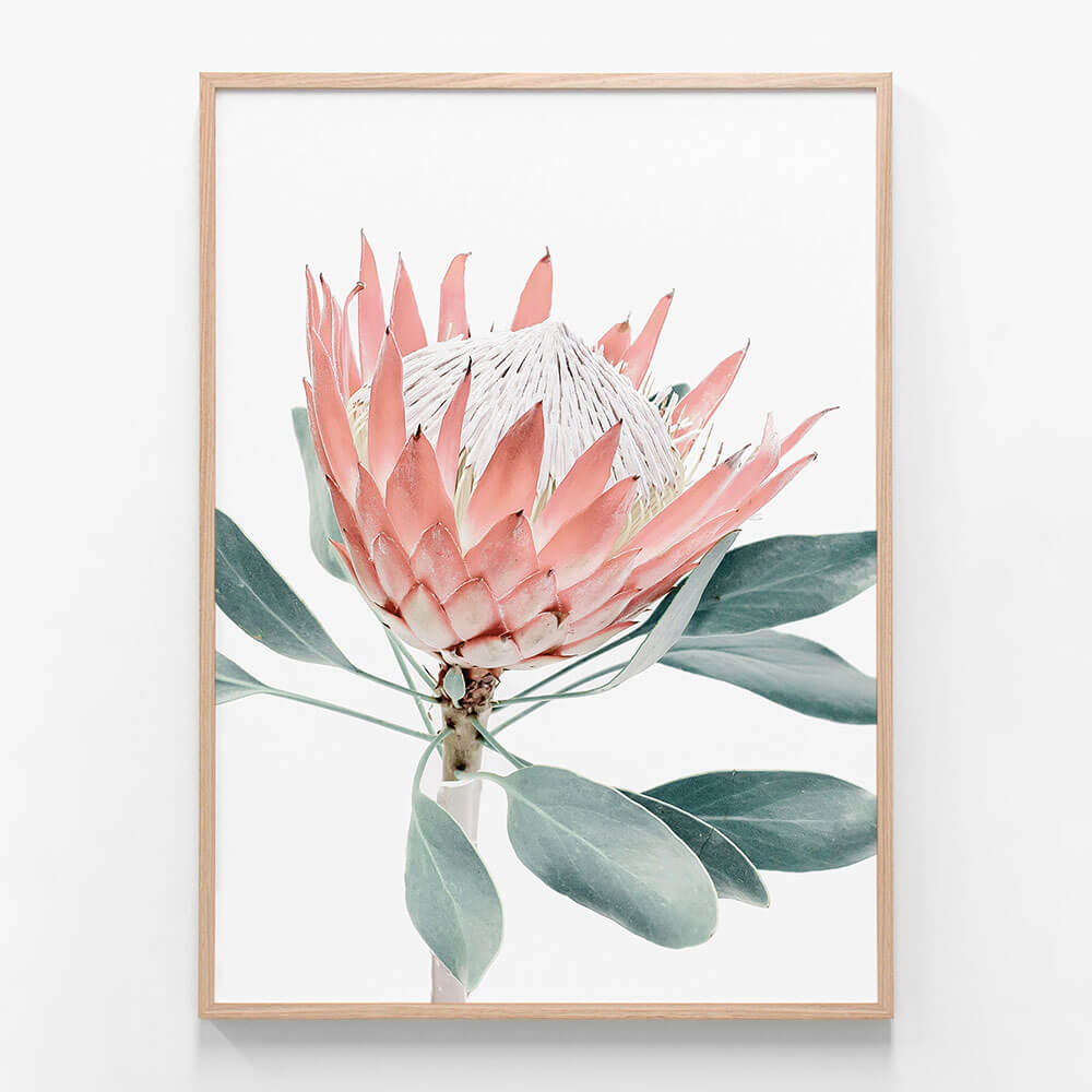 Peach Protea