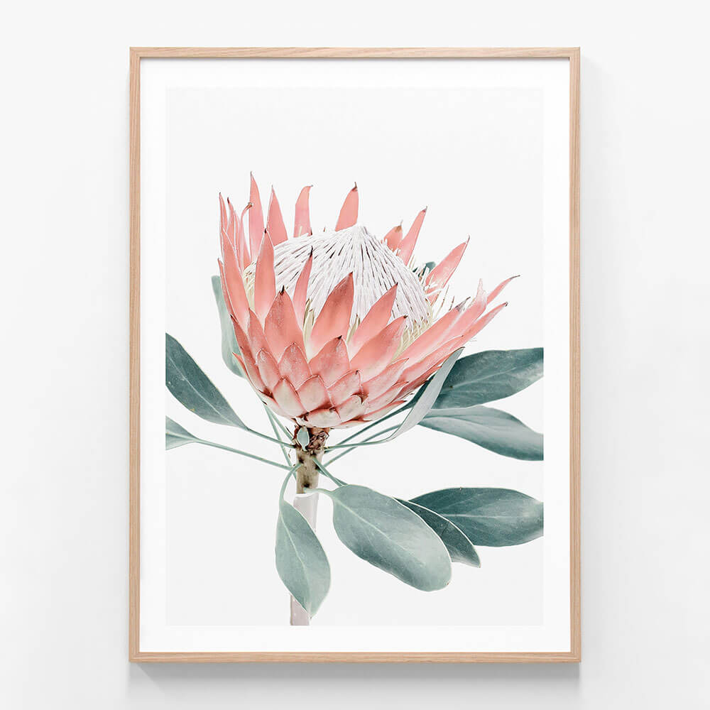 Peach Protea