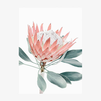 Peach Protea