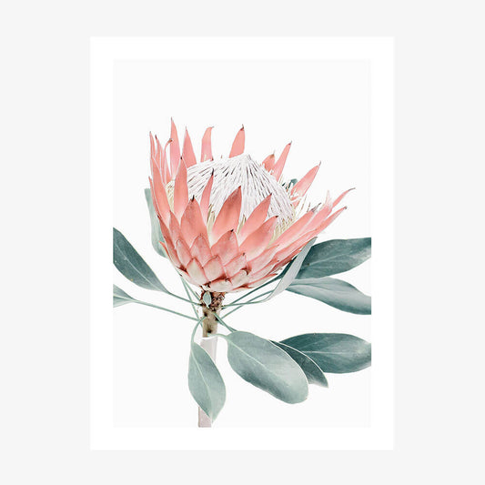 Peach Protea