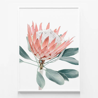Peach Protea