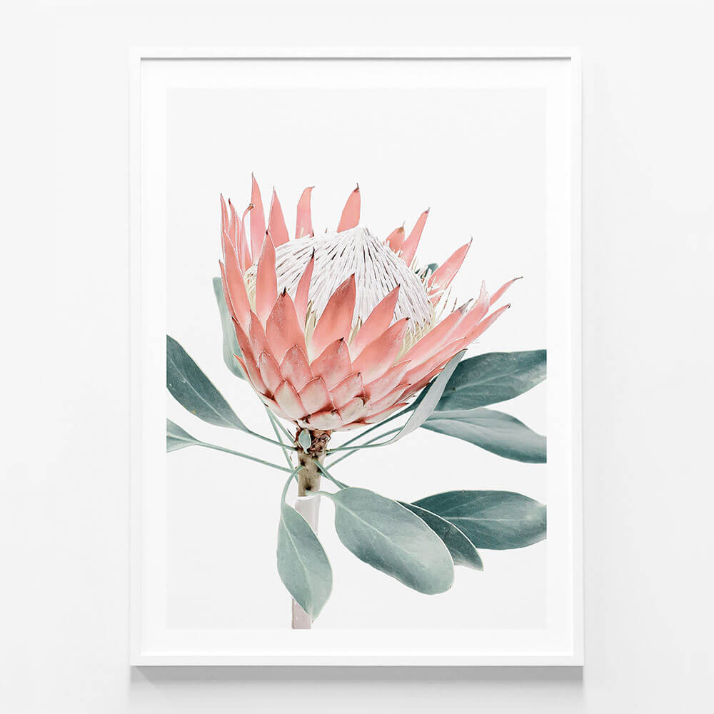 Peach Protea