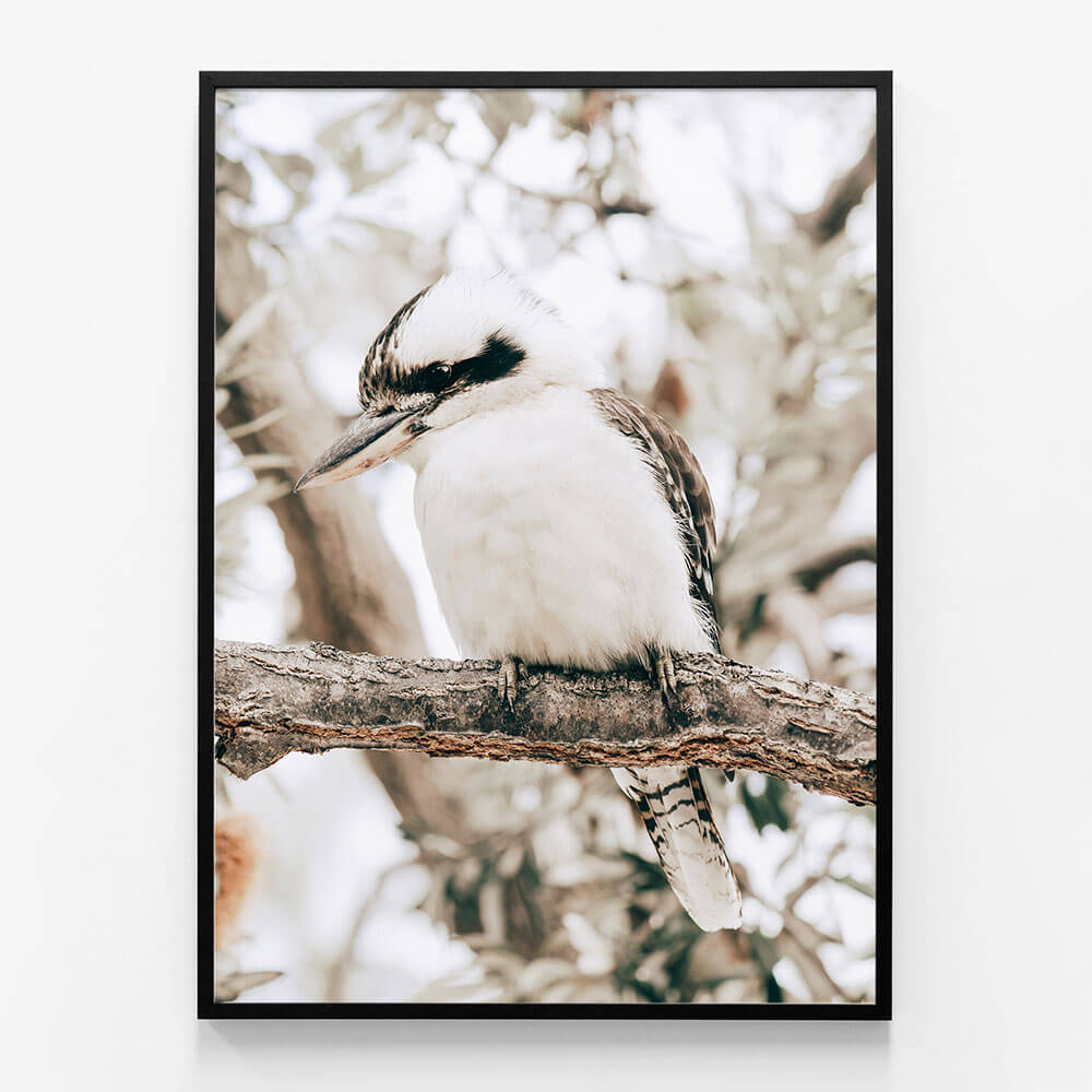 Perching Kookaburra