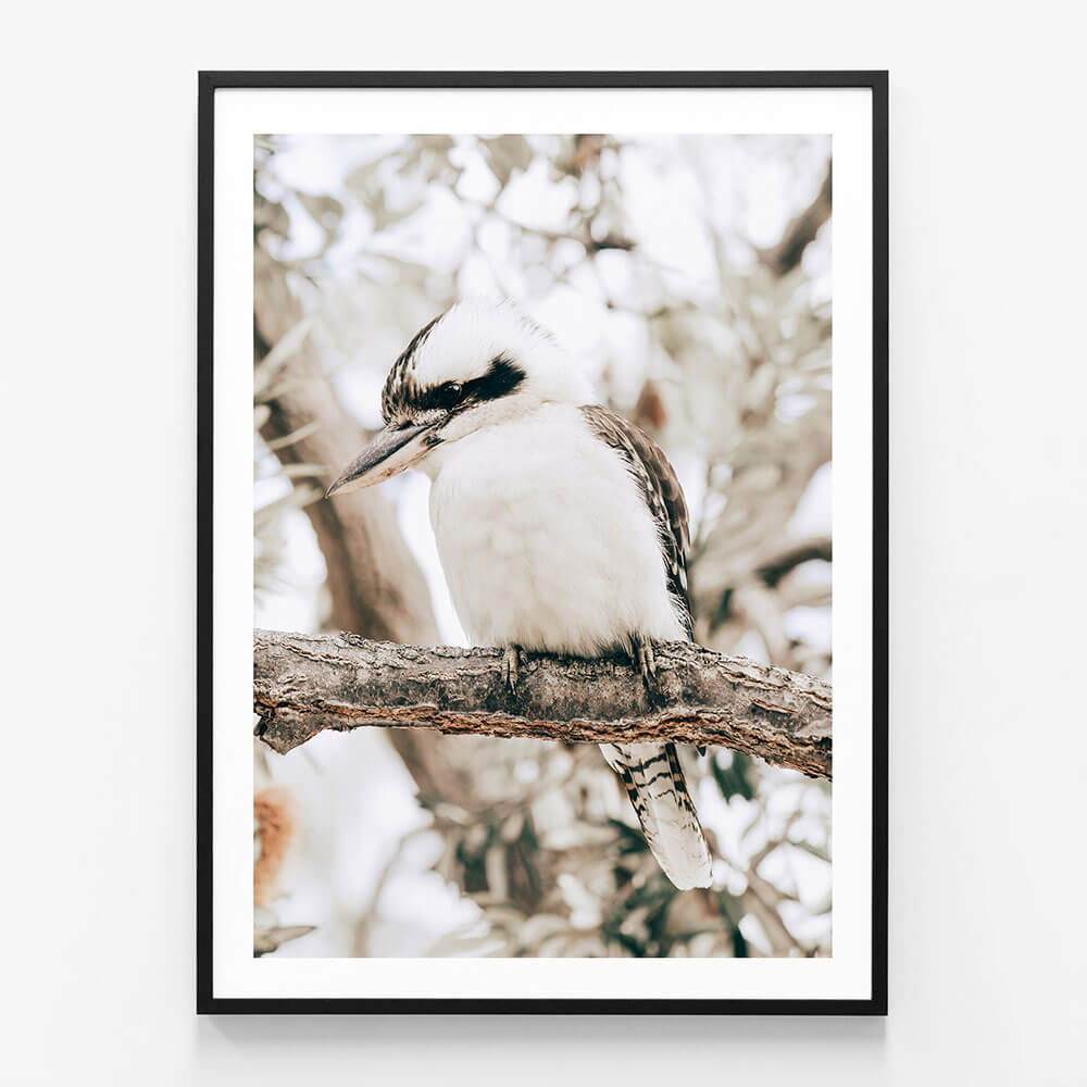 Perching Kookaburra