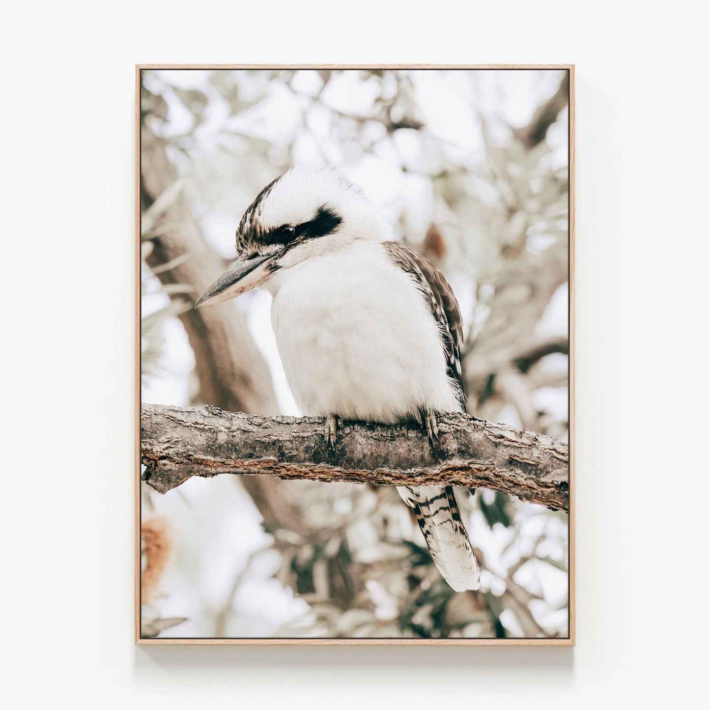 Perching Kookaburra Canvas print in oak frame