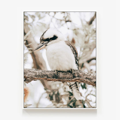 Perching Kookaburra Canvas