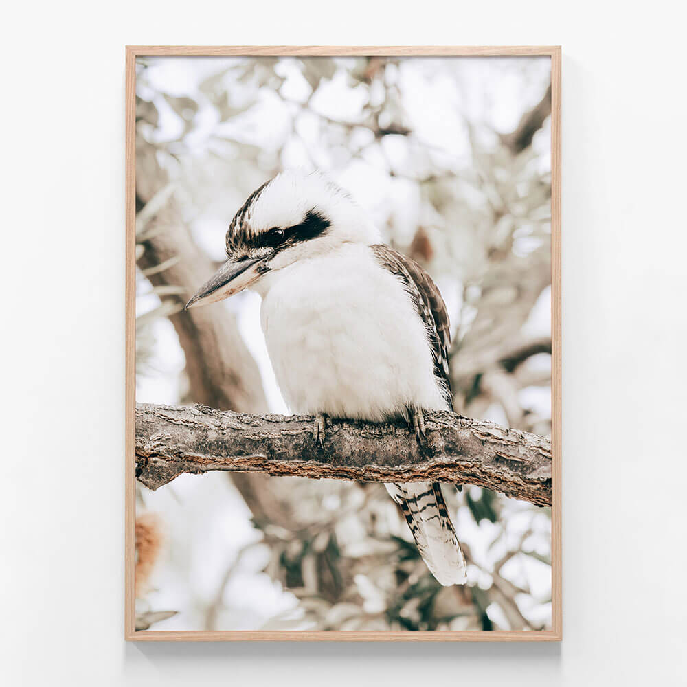 Perching Kookaburra