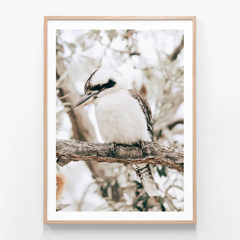 A printed photography artwork of a perching Kookaburra bird framed in an oak frame.