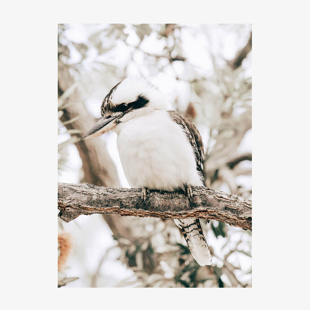 Perching Kookaburra