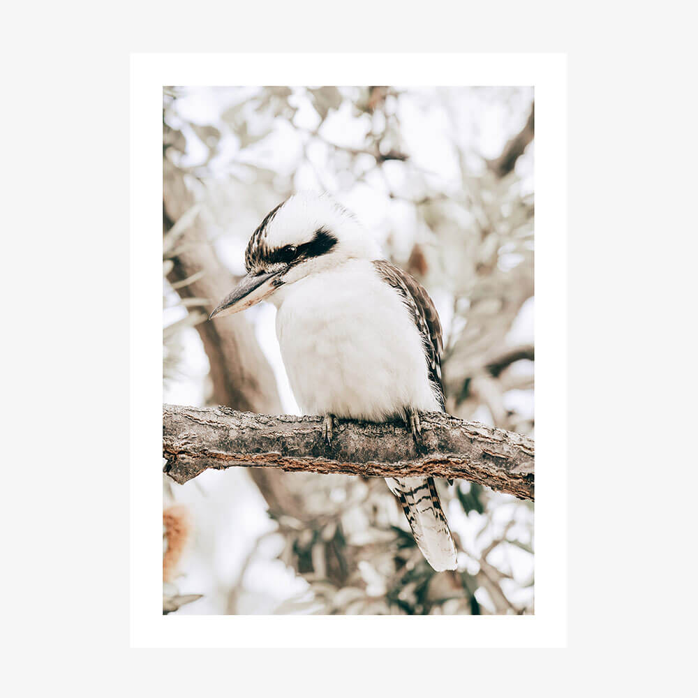 A printed artwork of a perching Kookaburra bird with a native Australian landscape background.