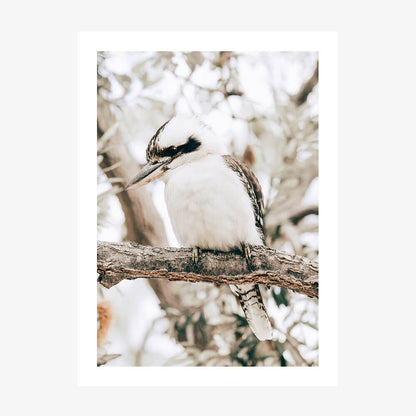 A printed artwork of a perching Kookaburra bird with a native Australian landscape background.