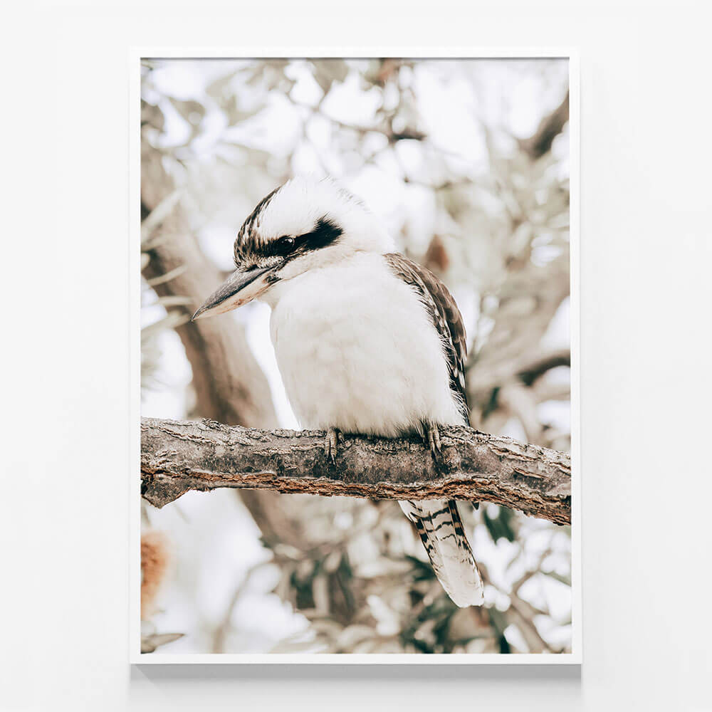 Perching Kookaburra