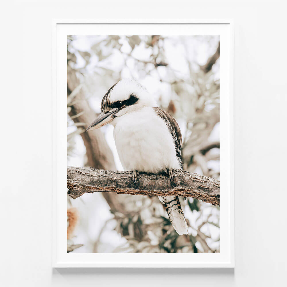 Perching Kookaburra
