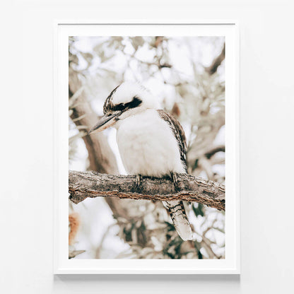 Perching Kookaburra