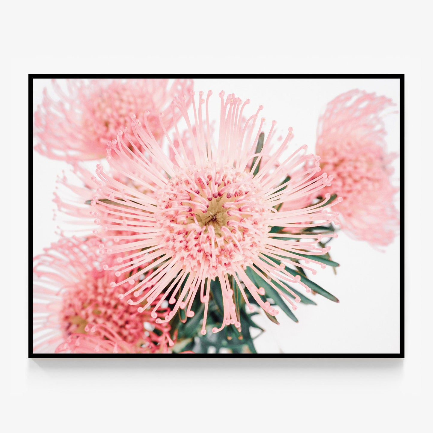 Pincushion Canvas