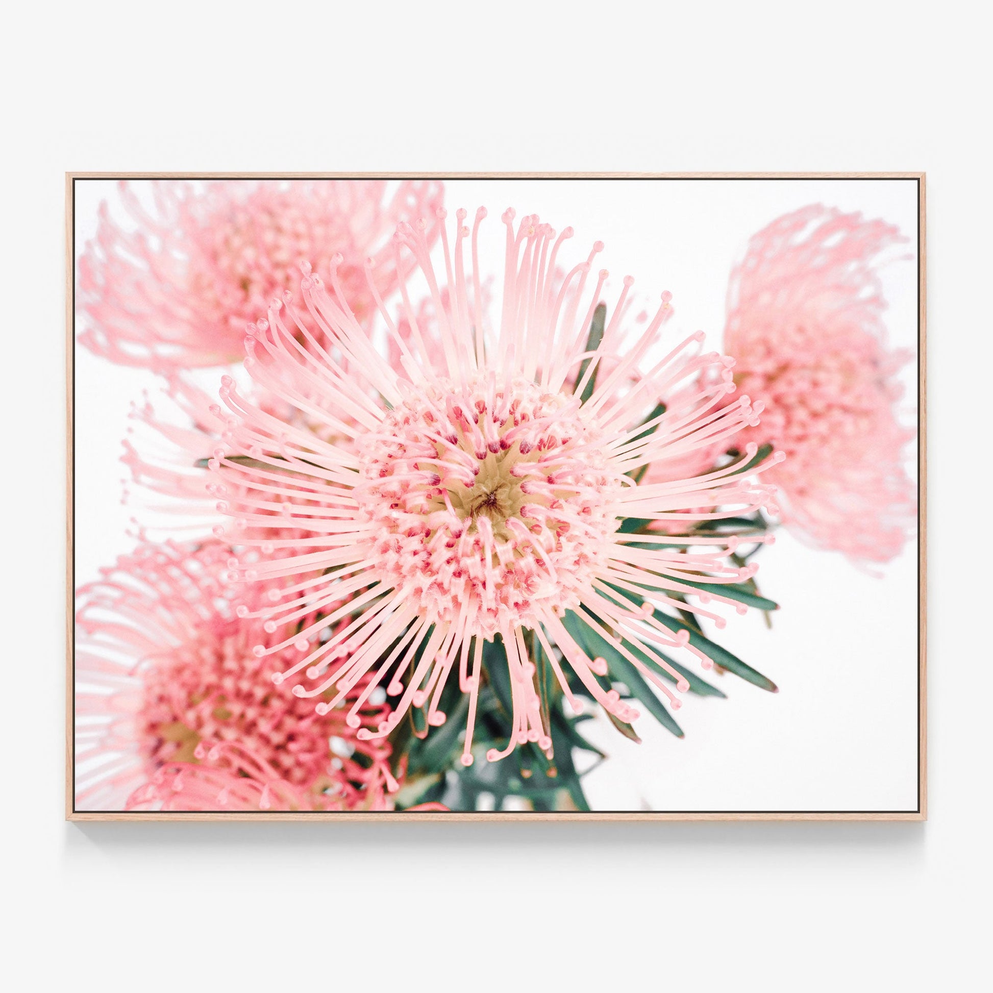 Pincushion Canvas wall art with oak float frame