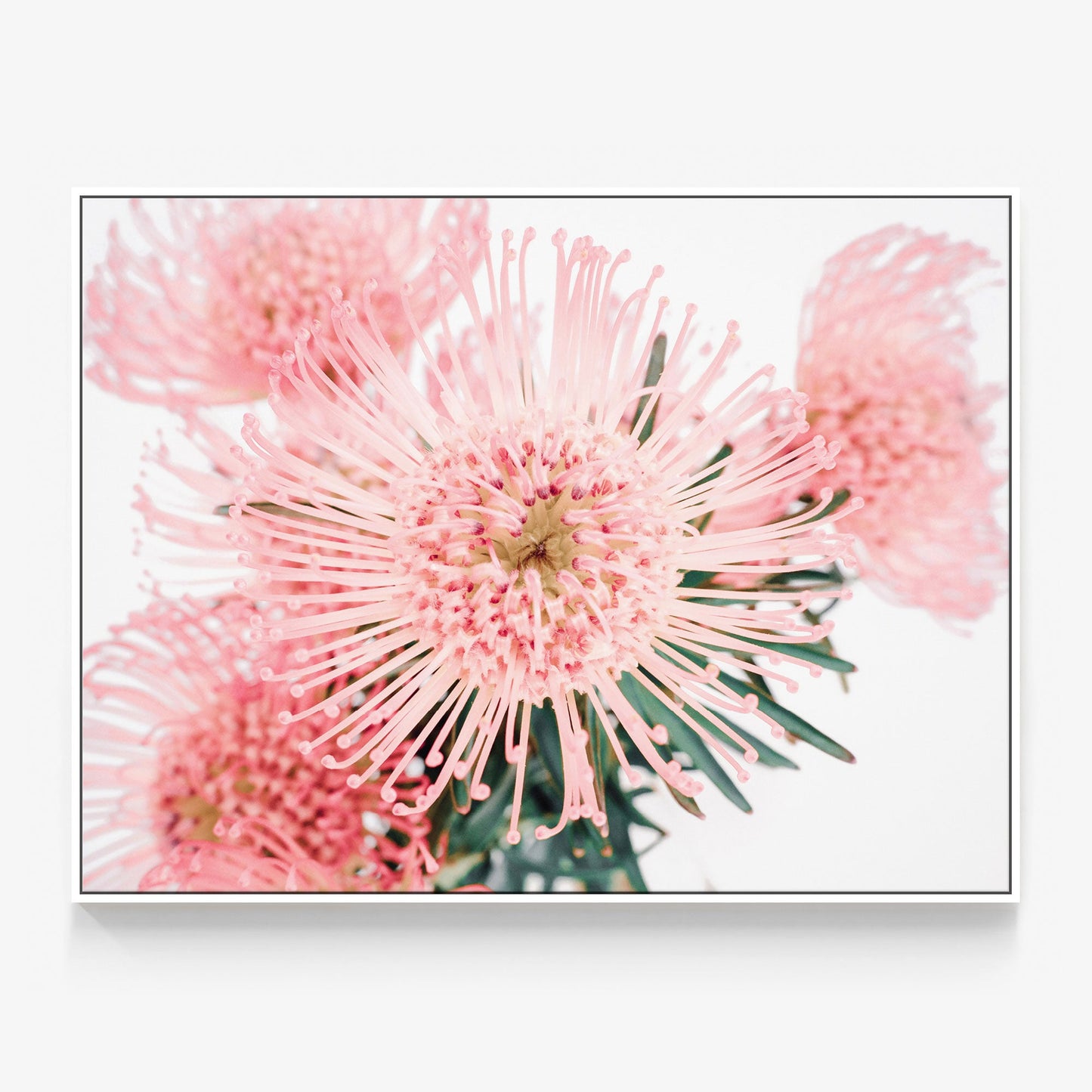 Pincushion Canvas