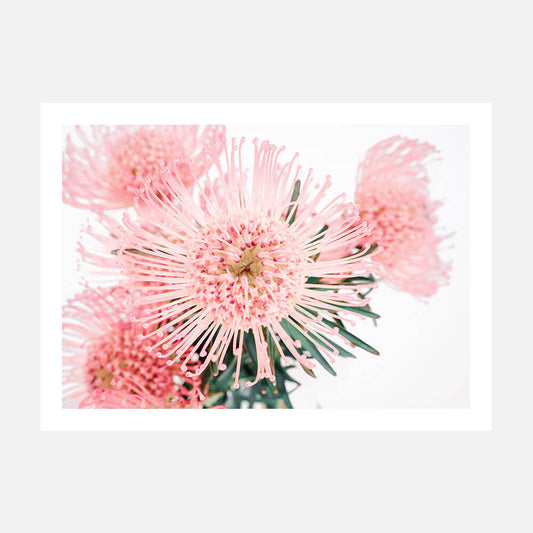 Pincushion