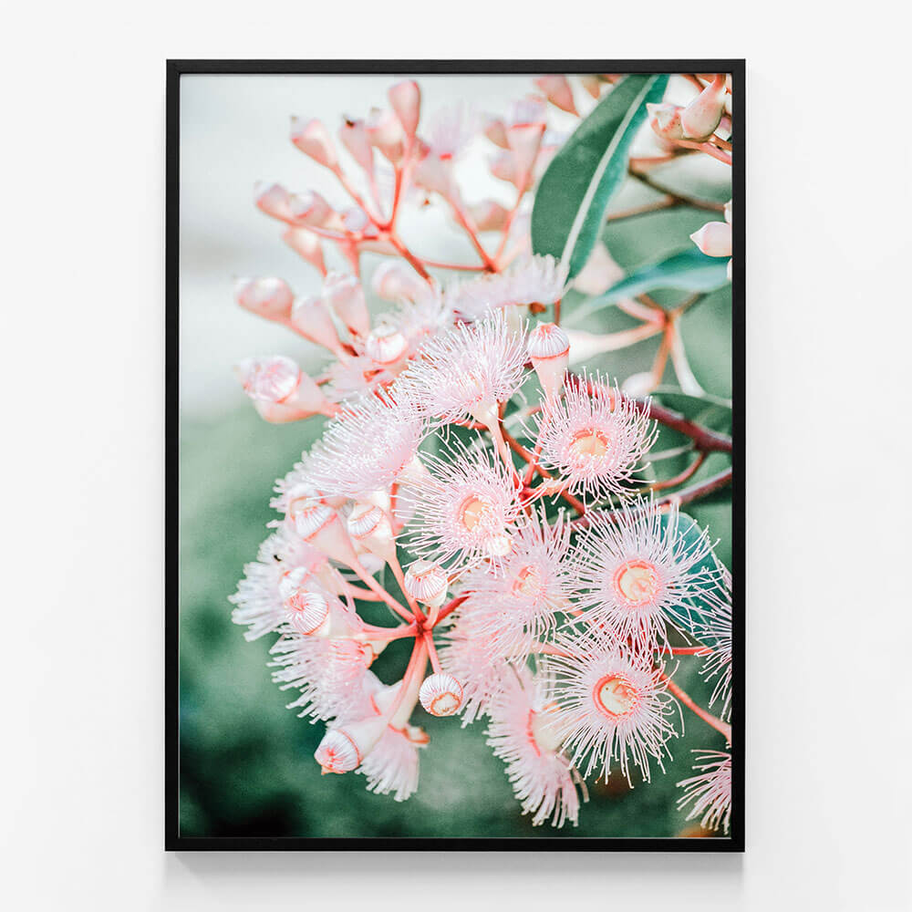 Pink Blossoms
