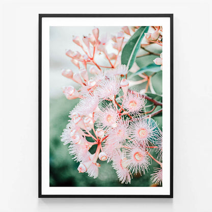 Pink Blossoms