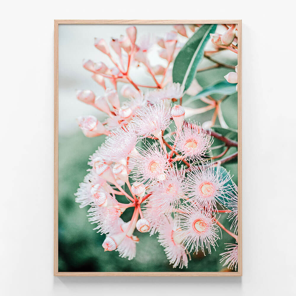 Pink Blossoms