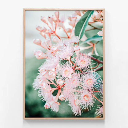 Pink Blossoms