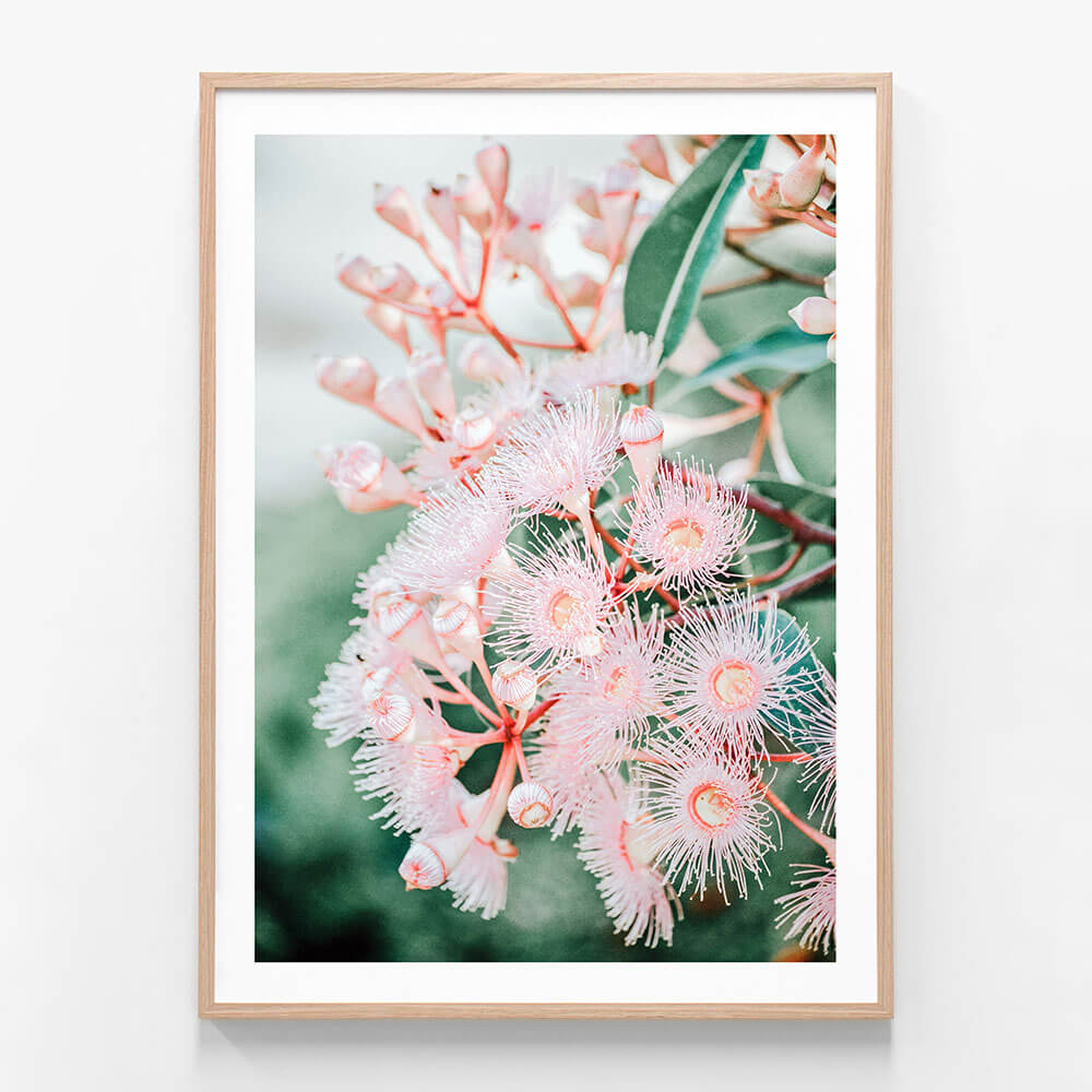 Pink Blossoms