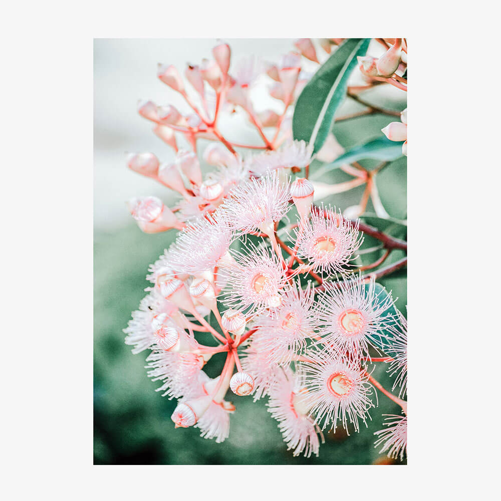 Pink Blossoms