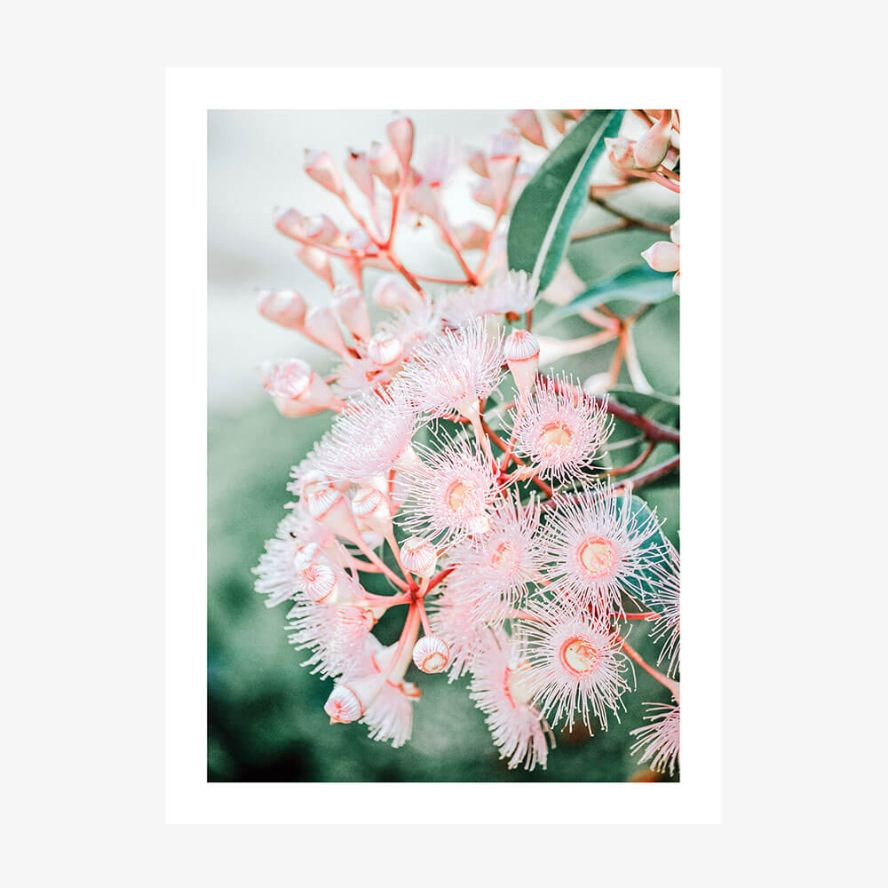Pink Blossoms