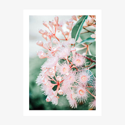 Pink Blossoms