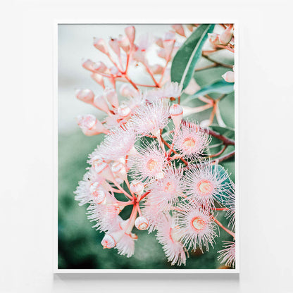 Pink Blossoms