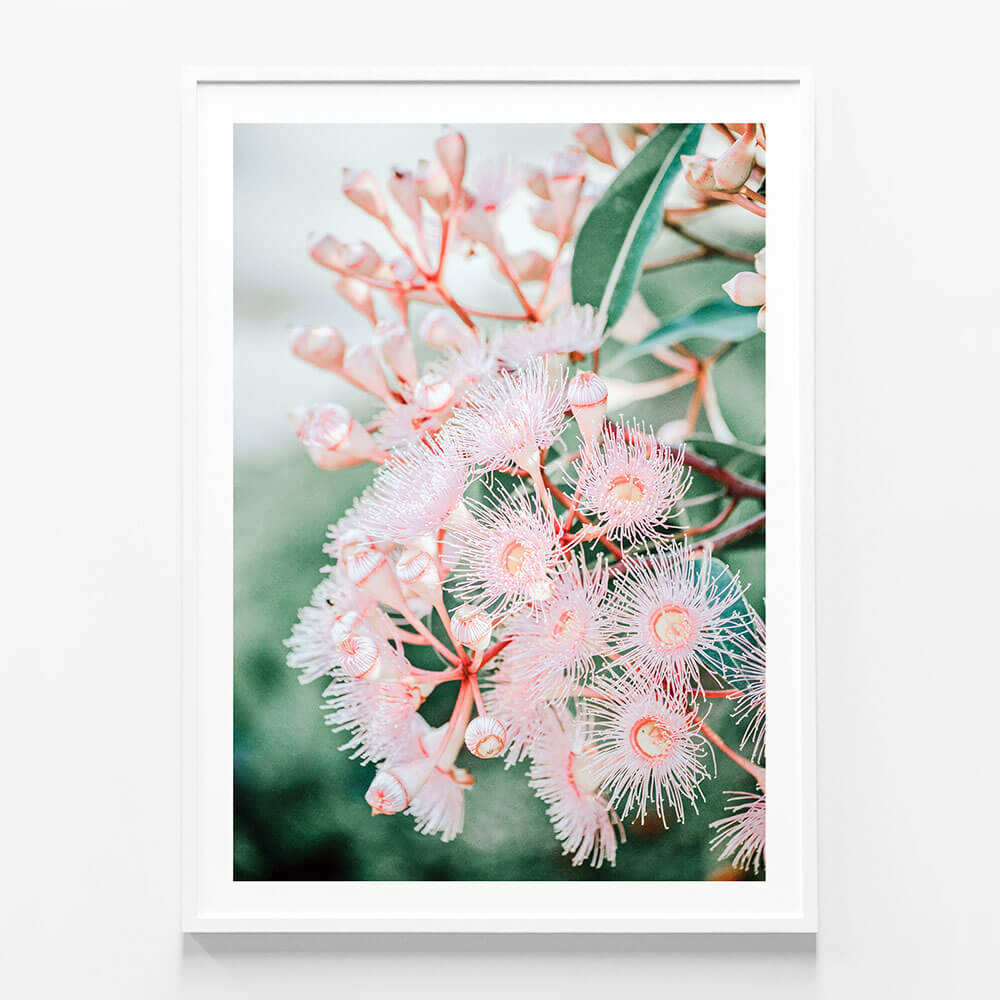 Pink Blossoms