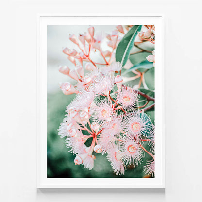 Pink Blossoms